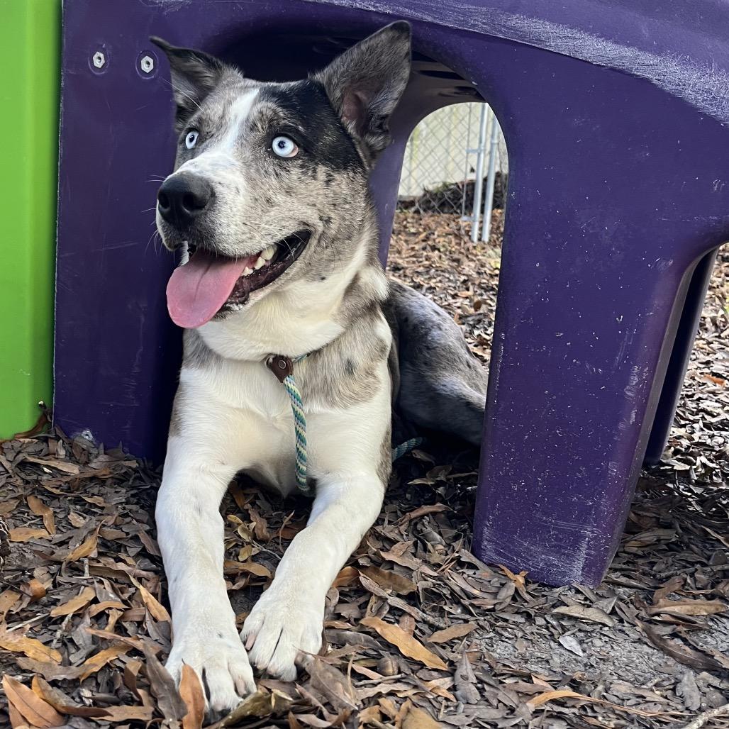 Enlarge Pierre @ Foster, a Adoptable Mixed Breed in Summerville, SC image 3/5