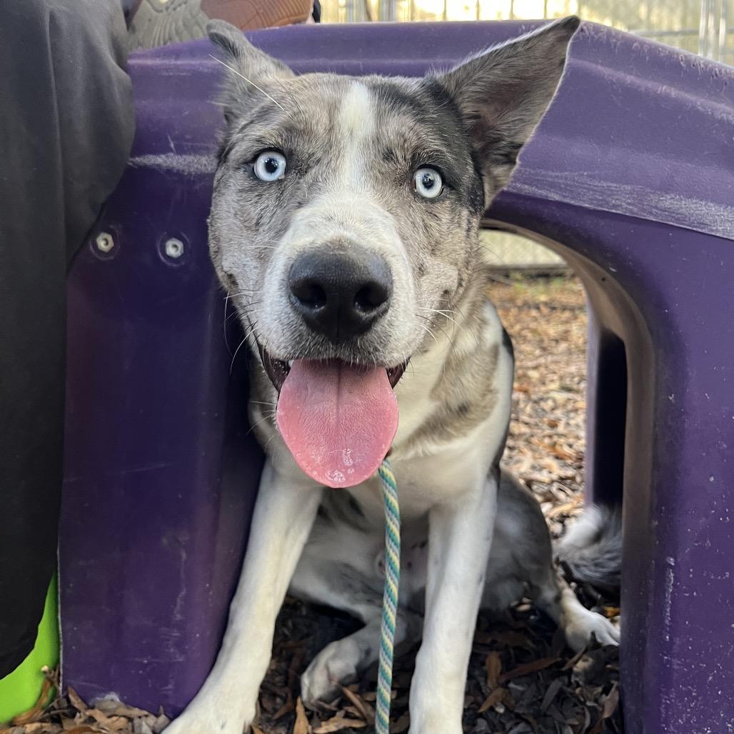 Enlarge Pierre @ Foster, a Adoptable Mixed Breed in Summerville, SC image 4/5