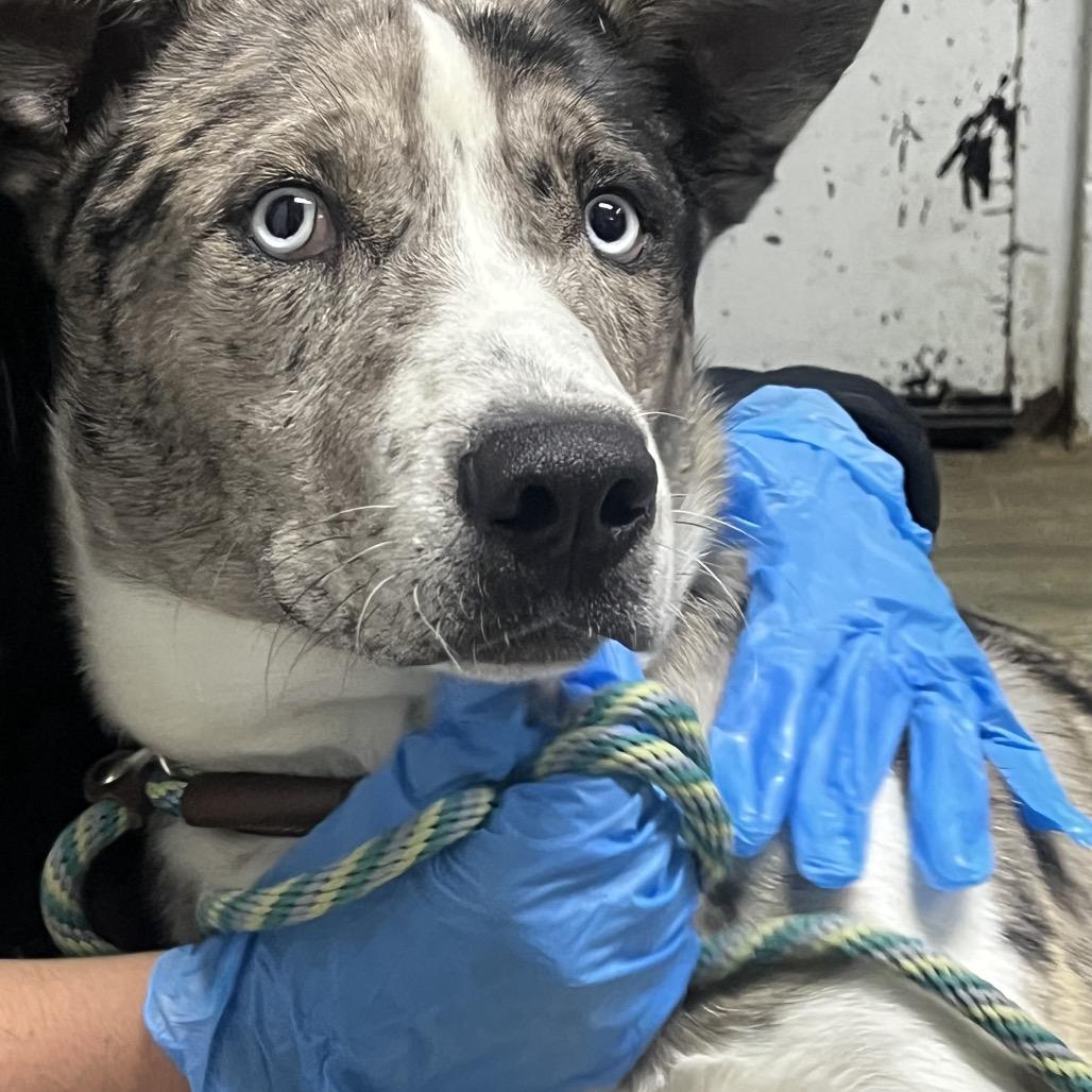 Enlarge Pierre @ Foster, a Adoptable Mixed Breed in Summerville, SC image 5/5