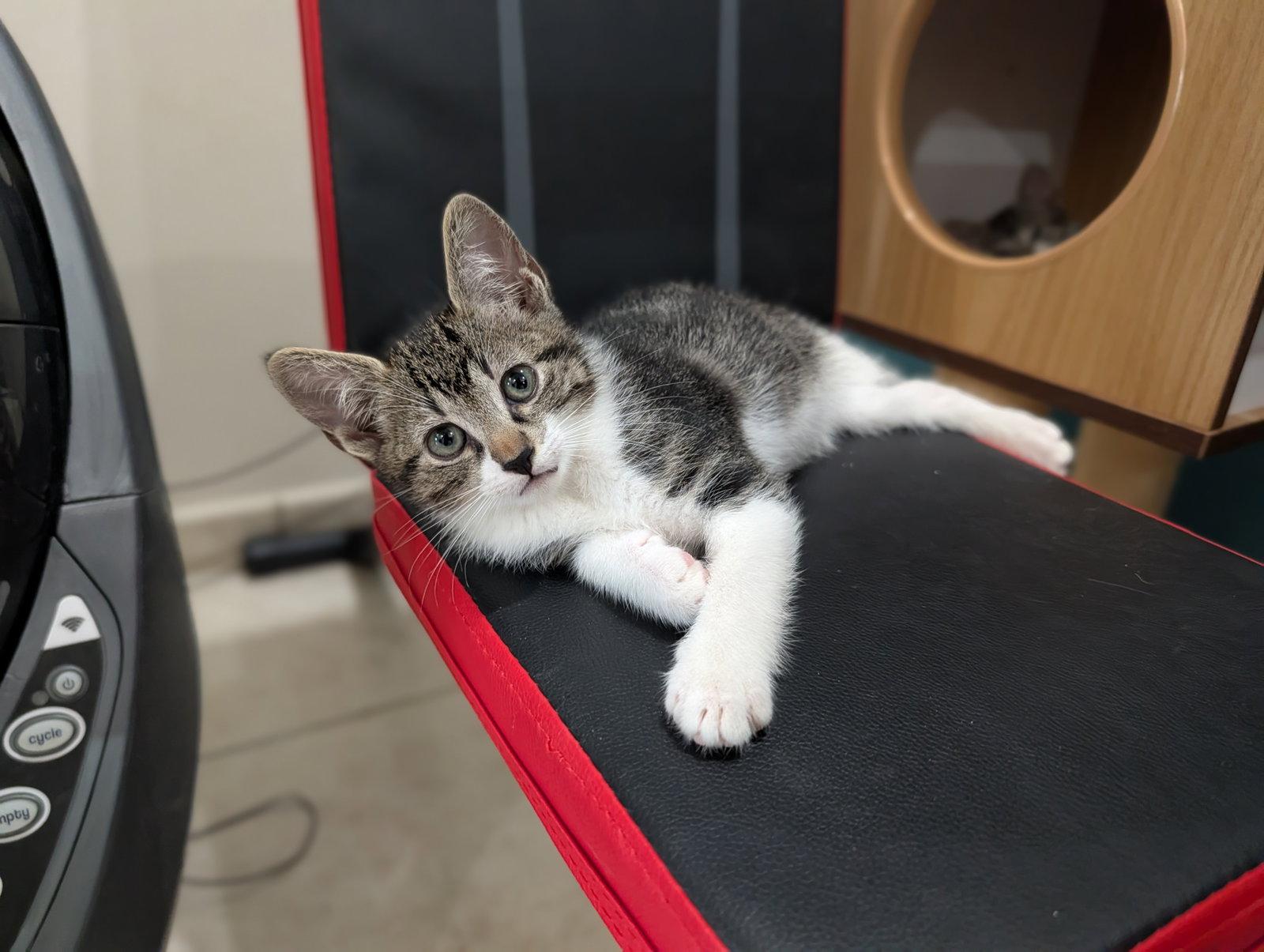 Ross, Adoptable, Kitten Male Domestic Short Hair.
