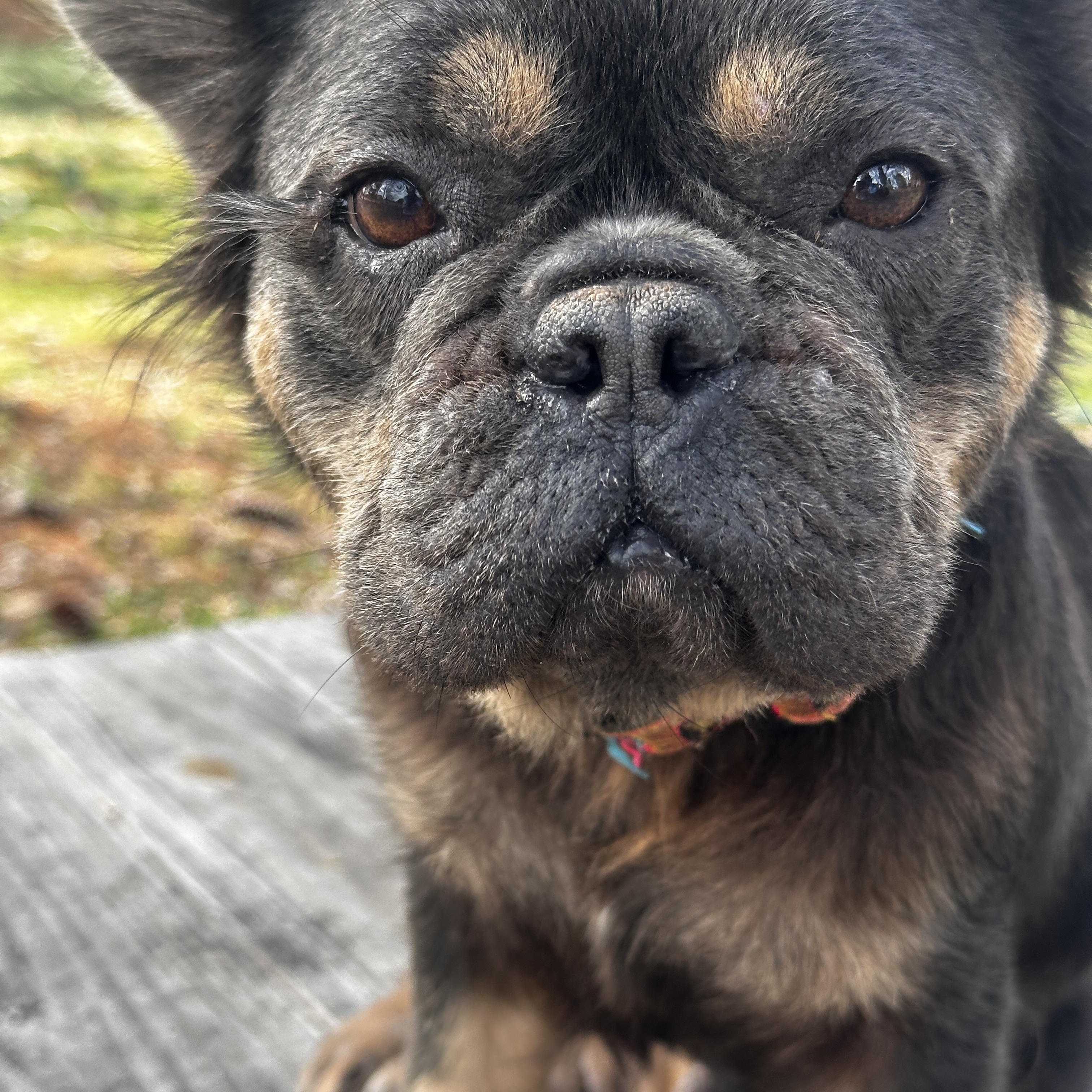 Enlarge Griselda the Sublime, a ADOPTABLE French Bulldog in Thompson's Station, TN image 1/1