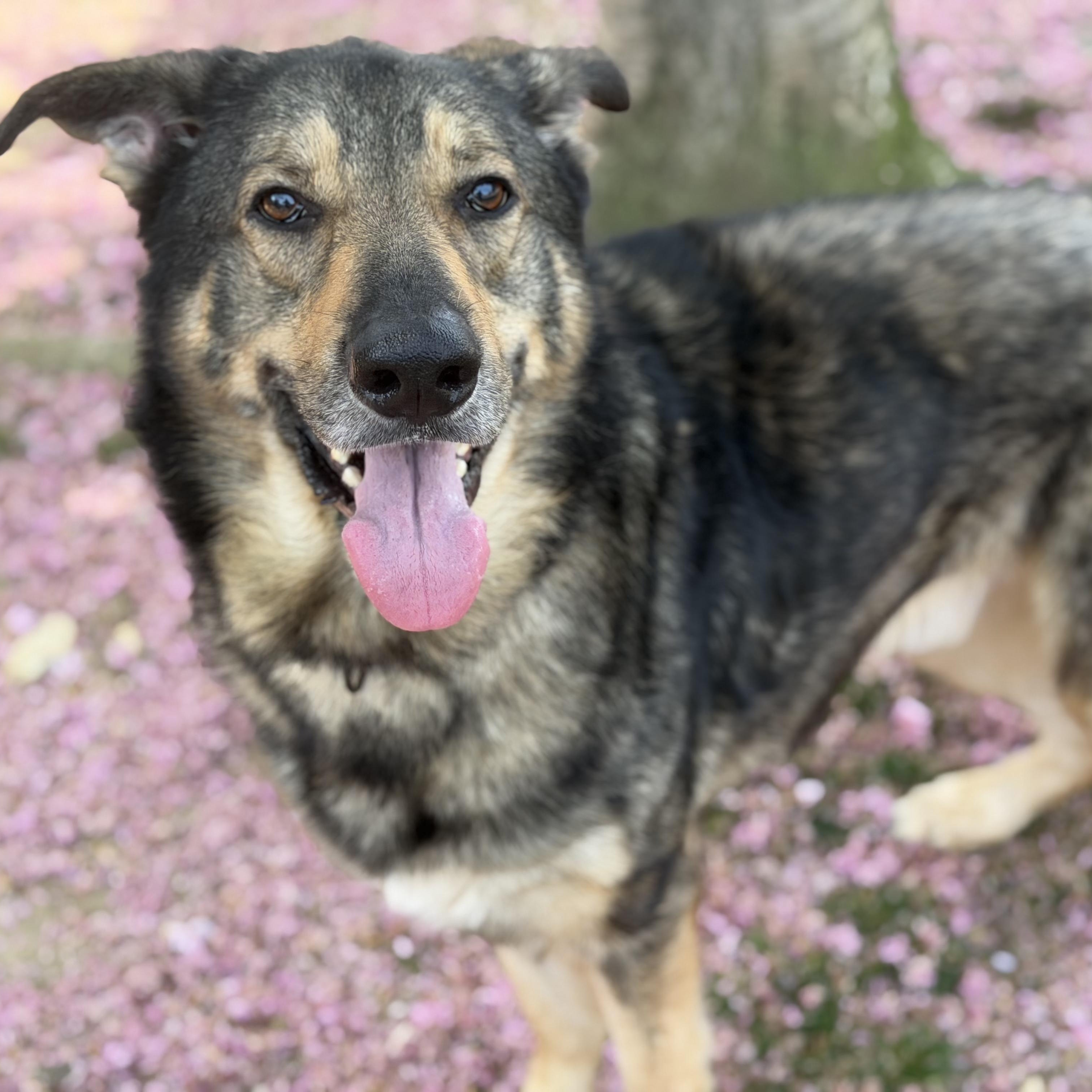 26-00443 APOLLO, ADOPTABLE, Adult Male Shepherd.