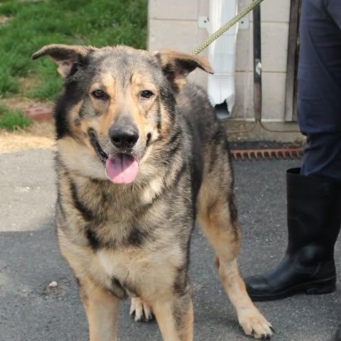Enlarge 26-00443 APOLLO, a ADOPTABLE mixed breed in Fredericksburg, VA image 2/2