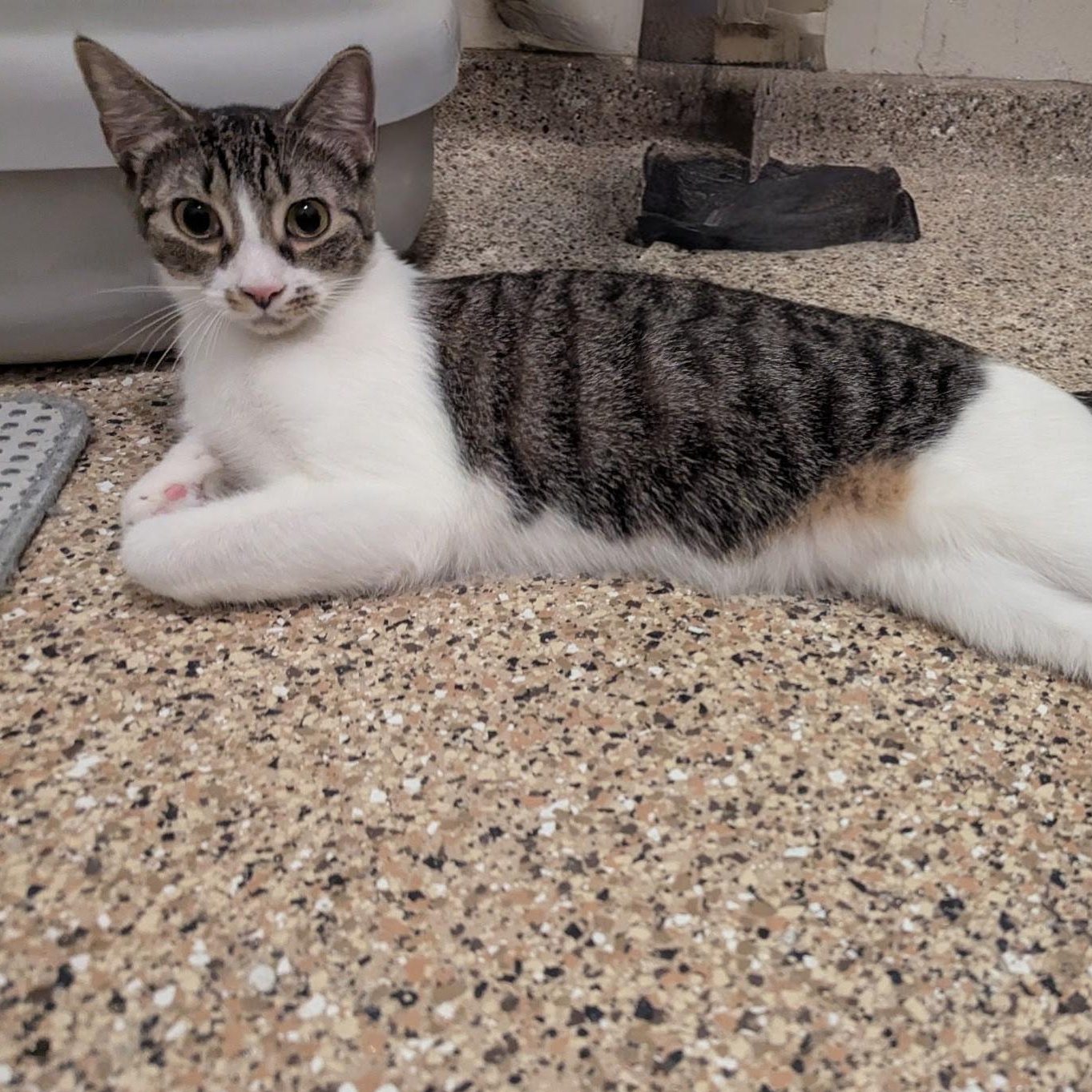Hannah, a ADOPTABLE Domestic Short Hair in Fort Myers Beach, FL image 1/3