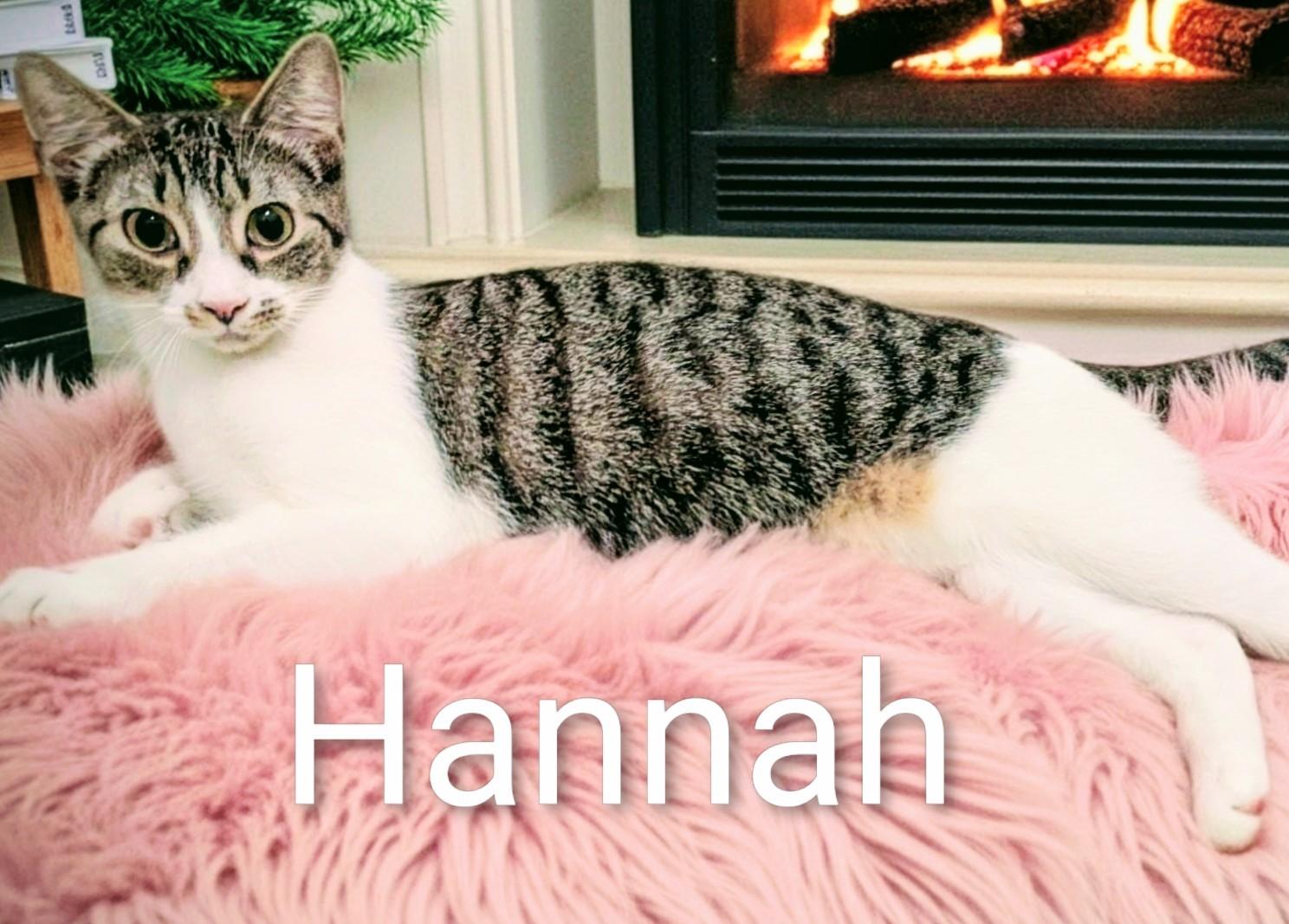 Hannah, a ADOPTABLE Domestic Short Hair in Fort Myers Beach, FL image 2/3