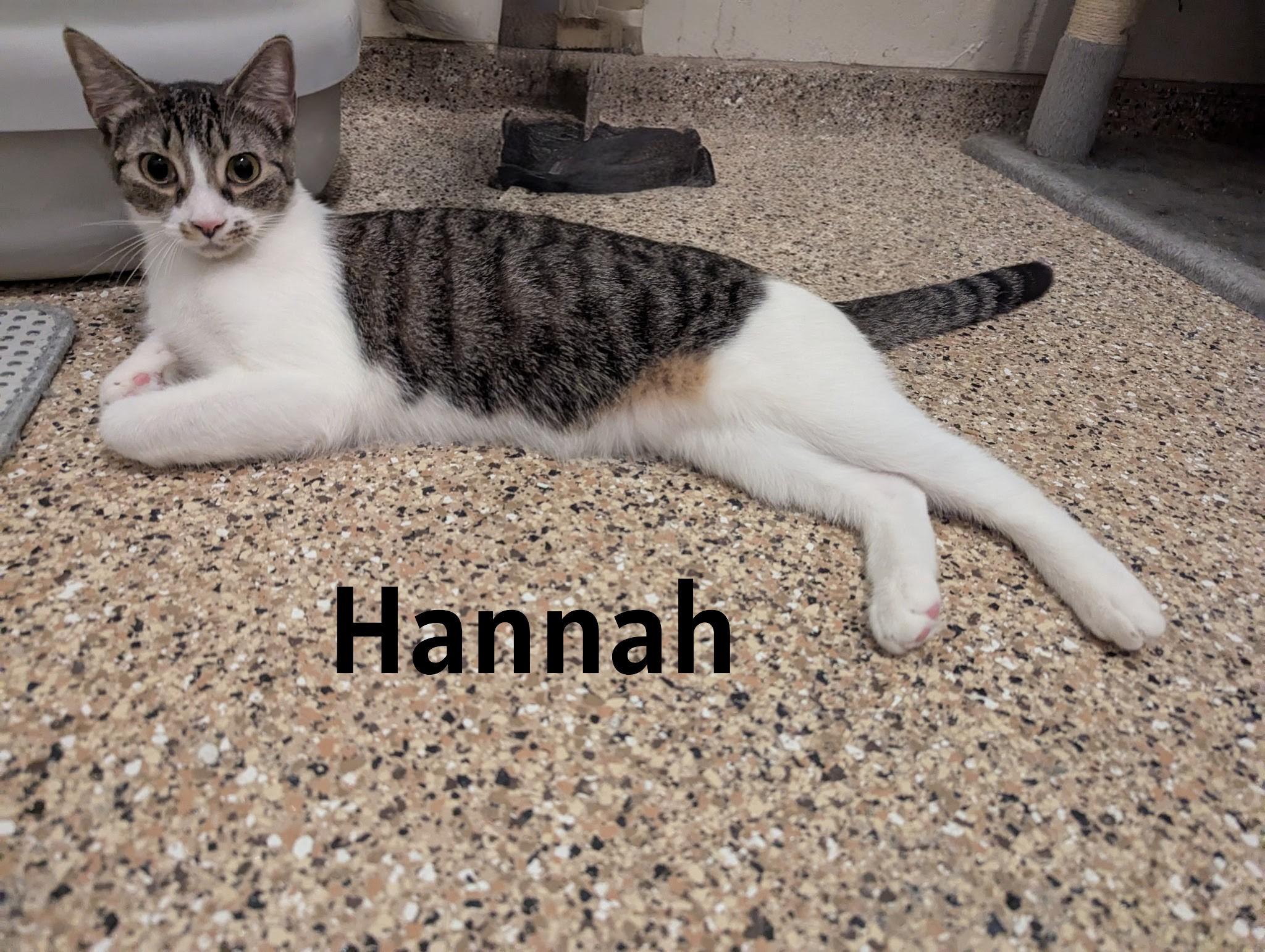 Enlarge Hannah, a ADOPTABLE Domestic Short Hair in Fort Myers Beach, FL image 2/4