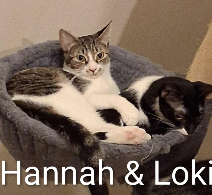 Hannah, a ADOPTABLE Domestic Short Hair in Fort Myers Beach, FL image 3/3