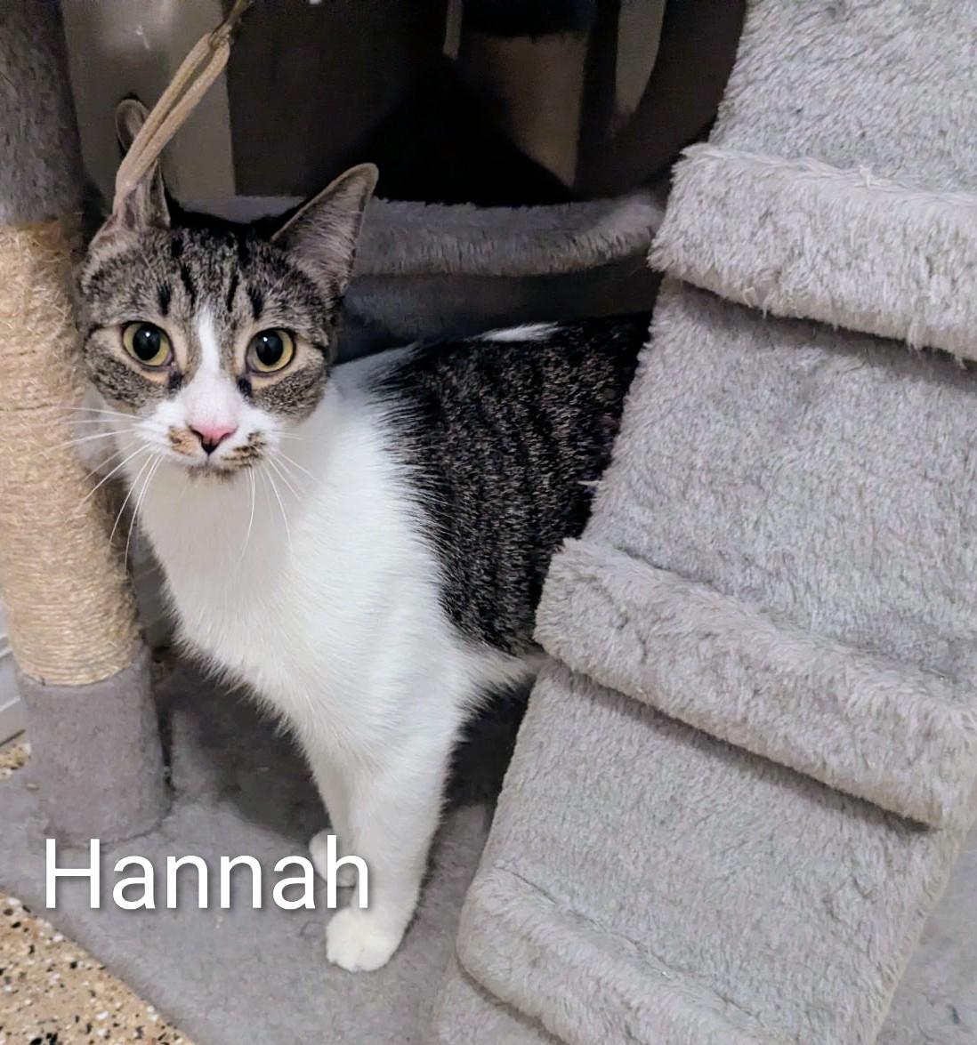 Enlarge Hannah, a ADOPTABLE Domestic Short Hair in Fort Myers Beach, FL image 3/4