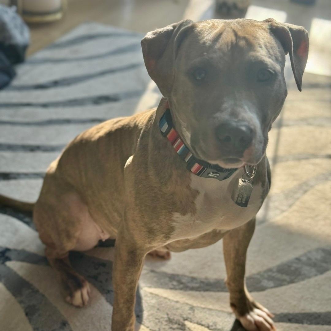 Enlarge Holly, a Adoptable mixed breed in Chicago, IL image 4/5