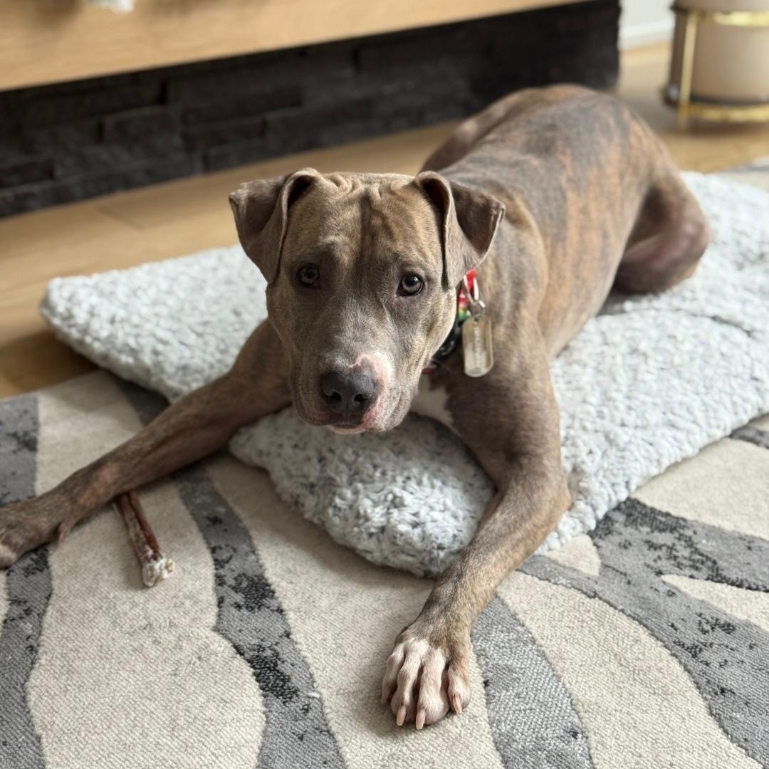 Enlarge Holly, a Adoptable mixed breed in Chicago, IL image 5/5