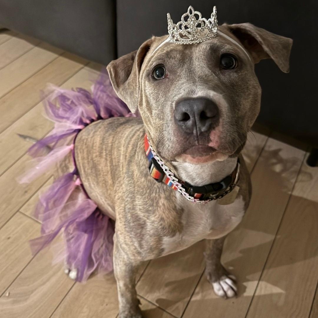 Enlarge Holly, a Adoptable mixed breed in Chicago, IL image 1/5