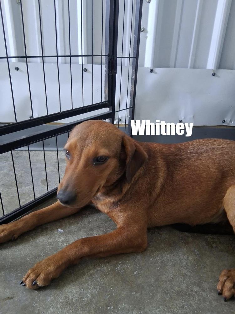 Whitney, Adoptable, Puppy Female Hound.