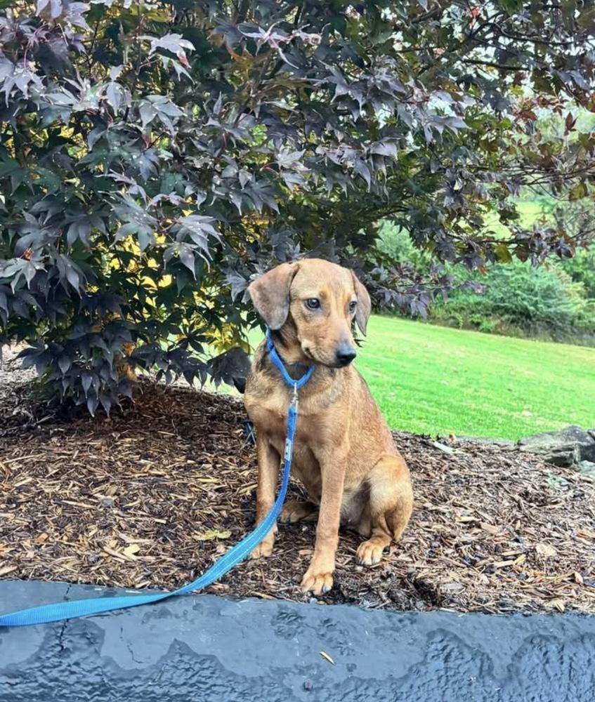 Enlarge Whitney, a Adoptable Hound in Irwin, PA image 5/5