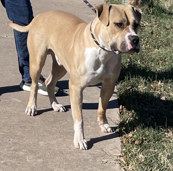 Remington, Adoptable, Adult Male American Staffordshire Terrier.