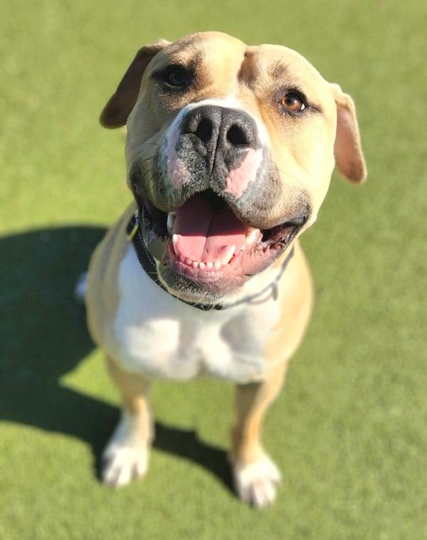 Enlarge Remington, a Adoptable mixed breed in Austin, TX image 2/6