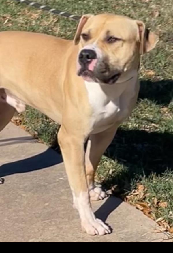 Enlarge Remington, a Adoptable mixed breed in Austin, TX image 3/6