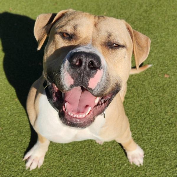 Enlarge Remington, a Adoptable mixed breed in Austin, TX image 4/6