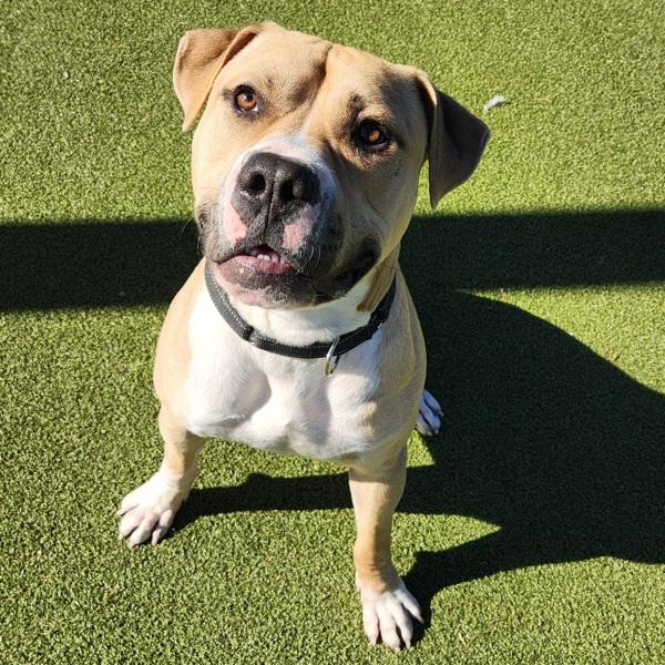 Enlarge Remington, a Adoptable mixed breed in Austin, TX image 5/6