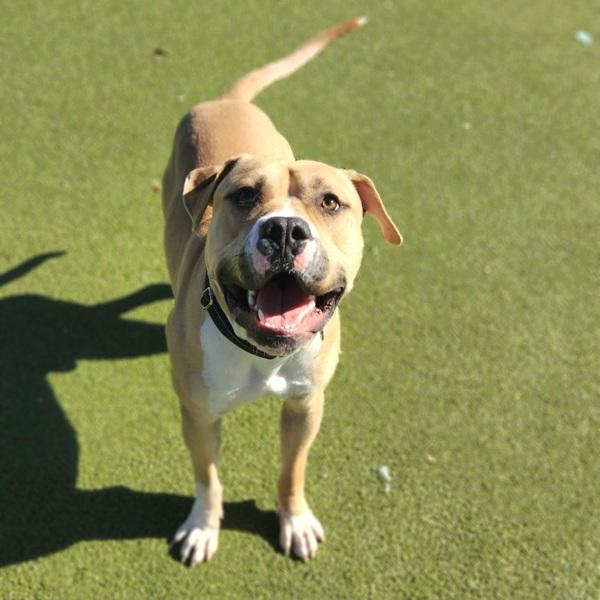 Enlarge Remington, a Adoptable mixed breed in Austin, TX image 6/6