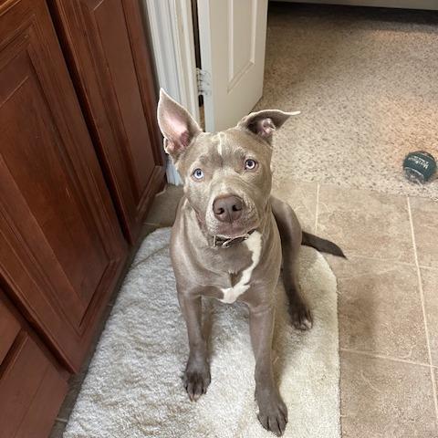 Enlarge River, a Adoptable mixed breed in Dallas, TX image 1/3
