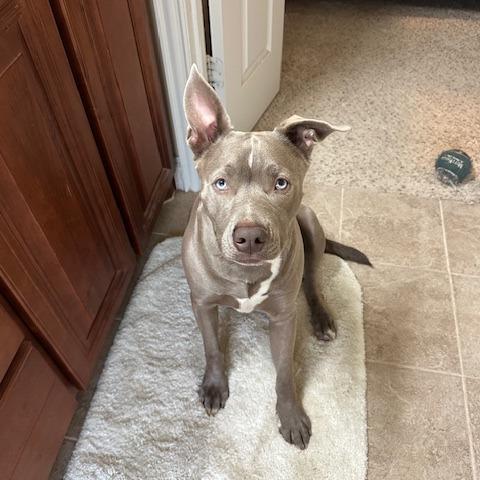 Enlarge River, a Adoptable mixed breed in Dallas, TX image 2/3
