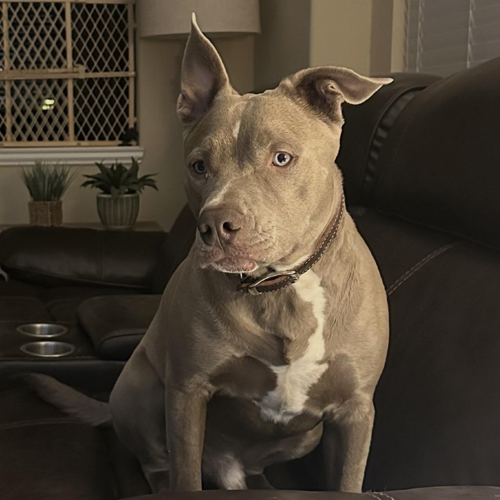 Enlarge River, a Adoptable mixed breed in Dallas, TX image 3/3