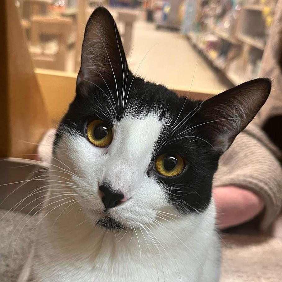 Enlarge Ruby, an adopted Domestic Short Hair in Pickering, ON image 5/6