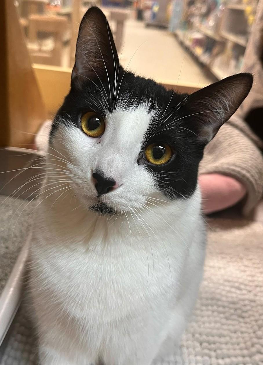 Ruby, a Adoptable Domestic Short Hair in Pickering, ON image 5/6