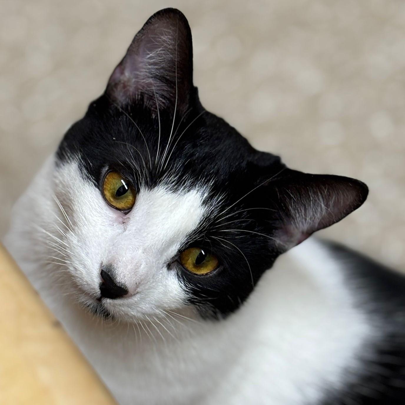 Enlarge Ruby, an adopted Domestic Short Hair in Pickering, ON image 6/6