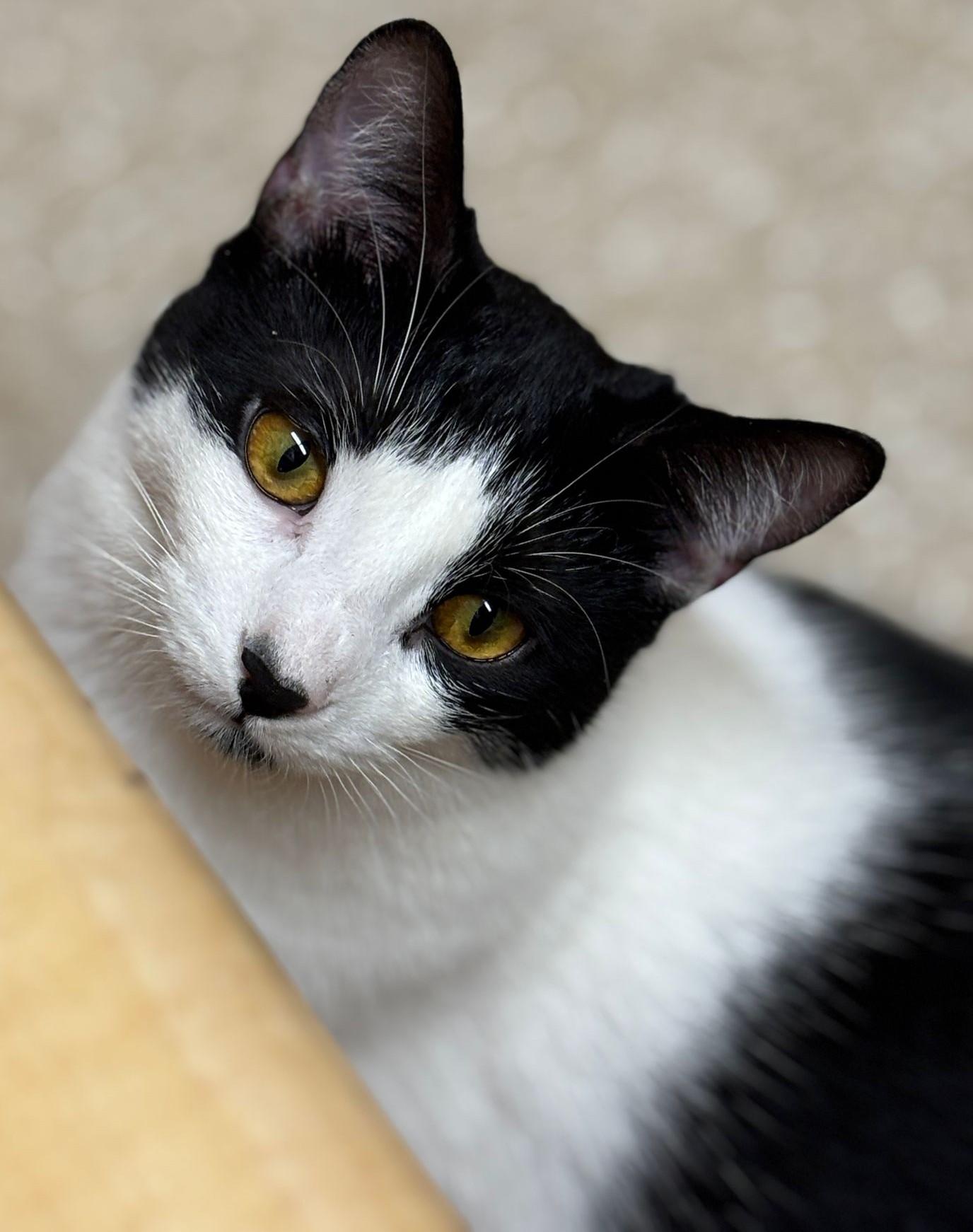 Ruby, a Adoptable Domestic Short Hair in Pickering, ON image 6/6