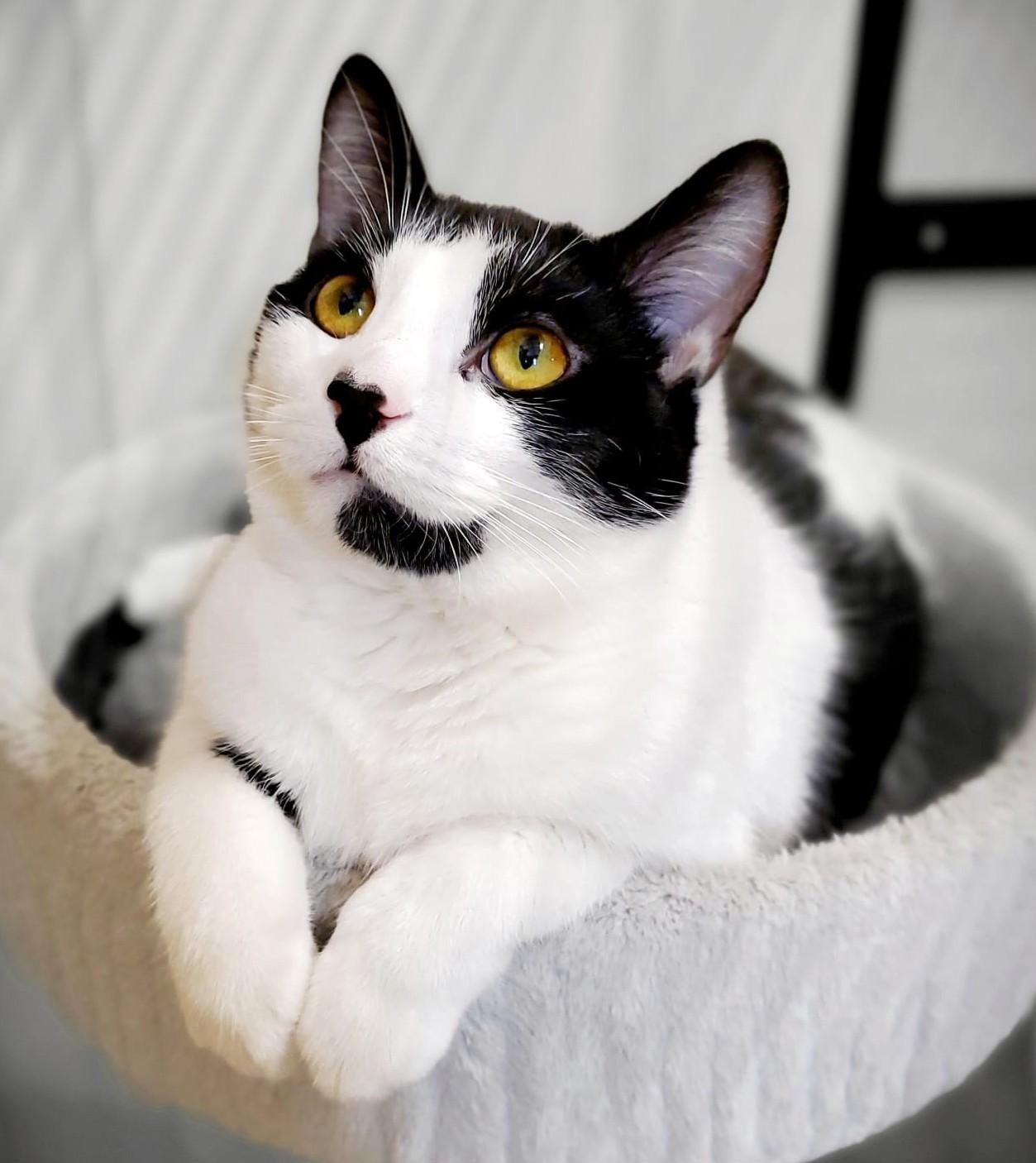 Ruby, Adoptable, Young Female Domestic Short Hair.