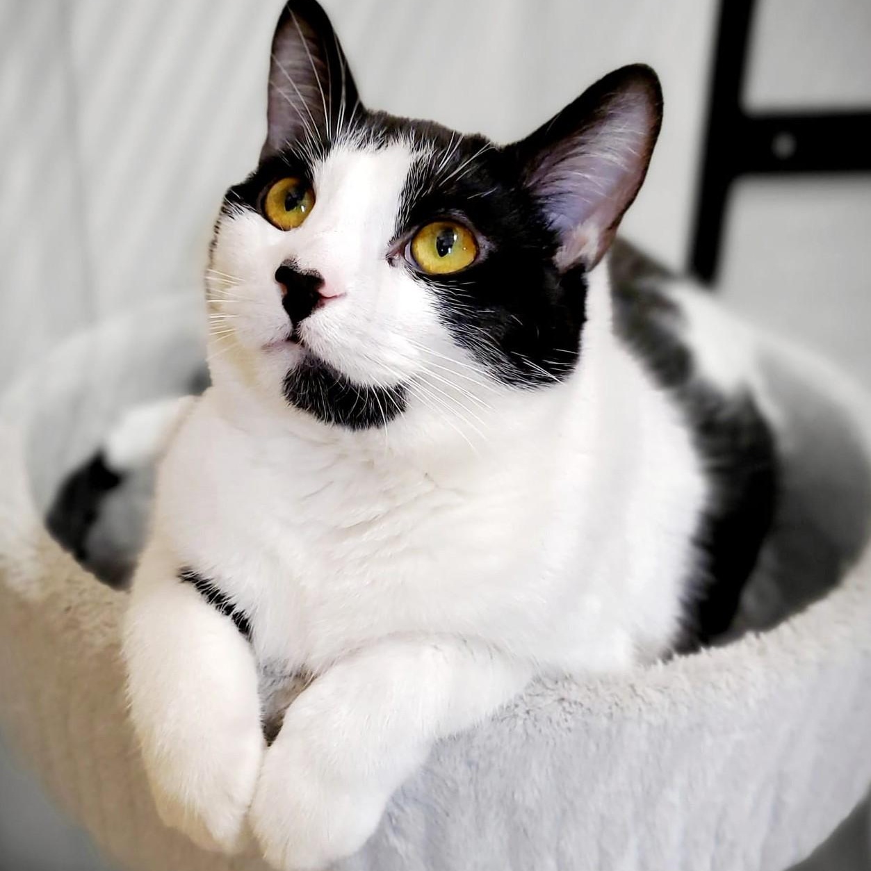 Enlarge Ruby, an adopted Domestic Short Hair in Pickering, ON image 1/6