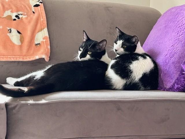 Ruby, a Adoptable Domestic Short Hair in Pickering, ON image 4/6