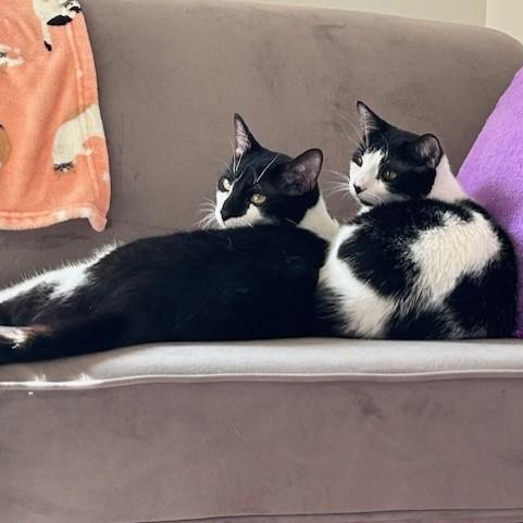 Enlarge Ruby, an adopted Domestic Short Hair in Pickering, ON image 4/6