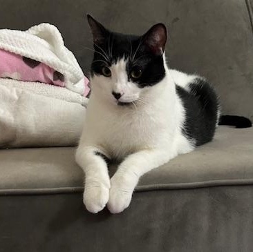 Ruby, a Adoptable Domestic Short Hair in Pickering, ON image 3/6