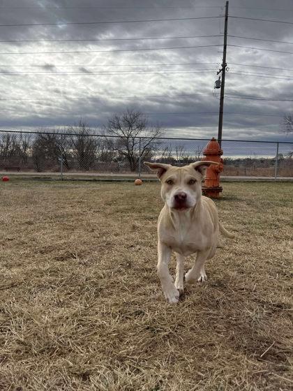 Enlarge Blondie, a Adoptable mixed breed in Scottsbluff, NE image 1/3