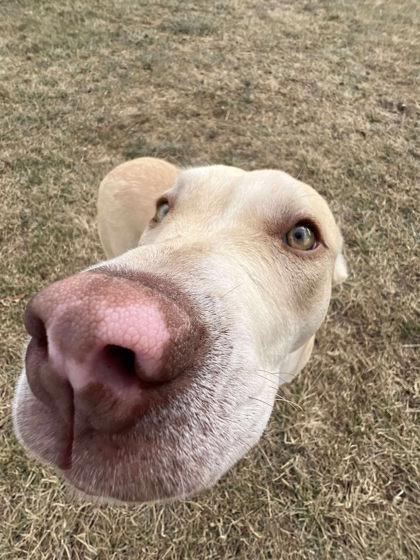 Enlarge Blondie, a Adoptable mixed breed in Scottsbluff, NE image 2/3