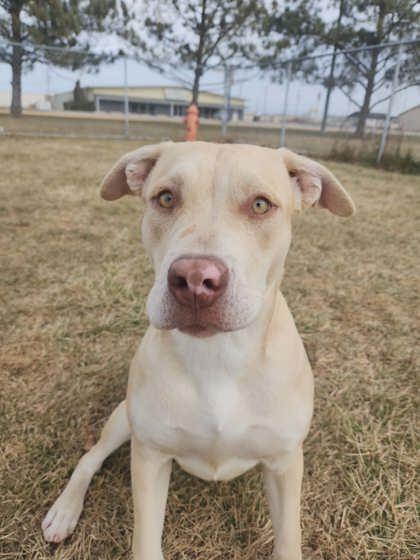 Enlarge Blondie, a Adoptable mixed breed in Scottsbluff, NE image 3/3