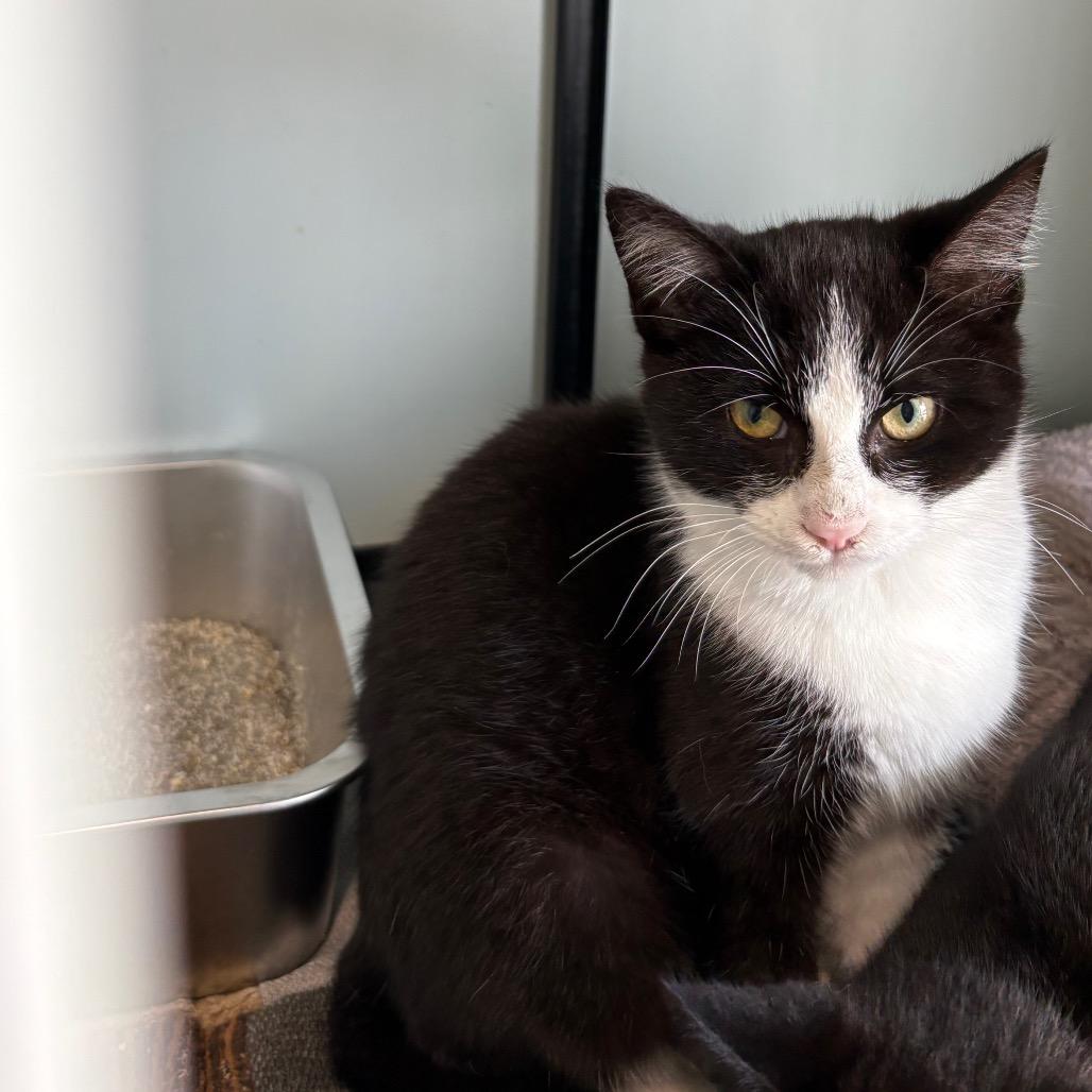 Willia , ADOPTABLE, Young Female Domestic Medium Hair.