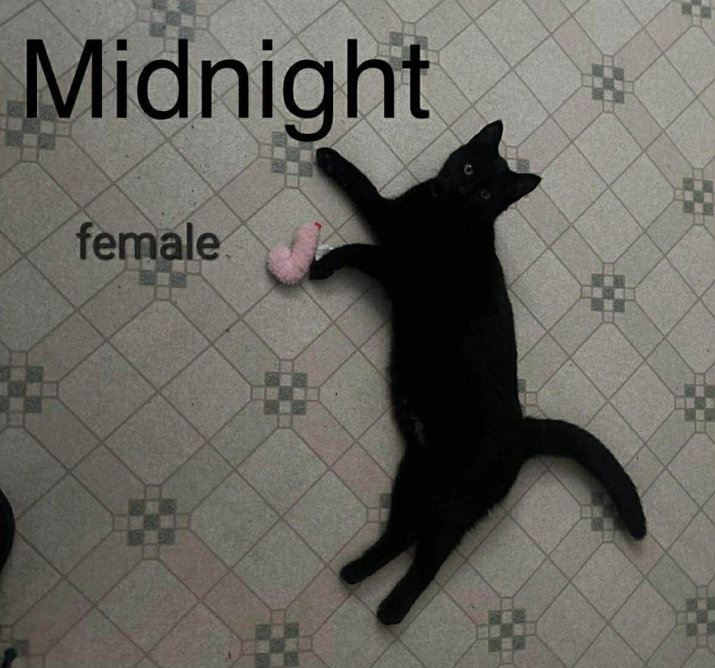 Midnight Moon, Adoptable, Kitten Female Domestic Short Hair.