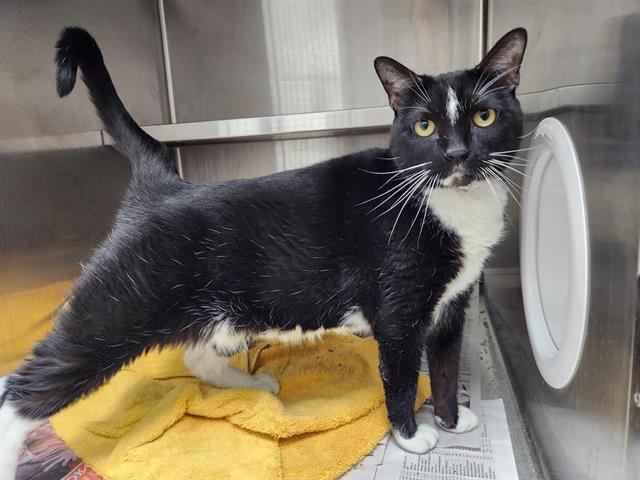 Enlarge OREO, a Adoptable Domestic Short Hair in Fort Lauderdale, FL image 1/1