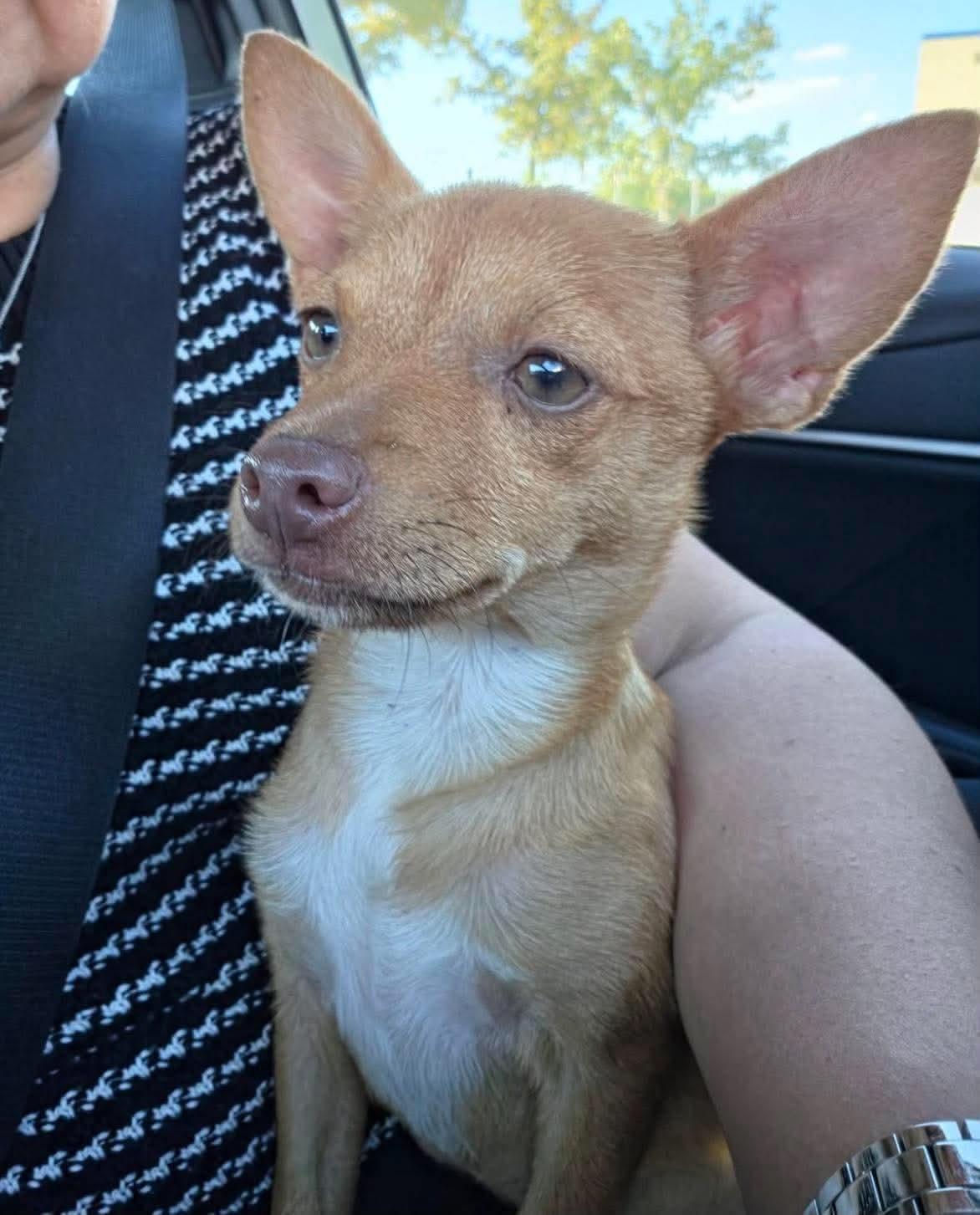 Poppy, Adoptable, Puppy Female Chihuahua.