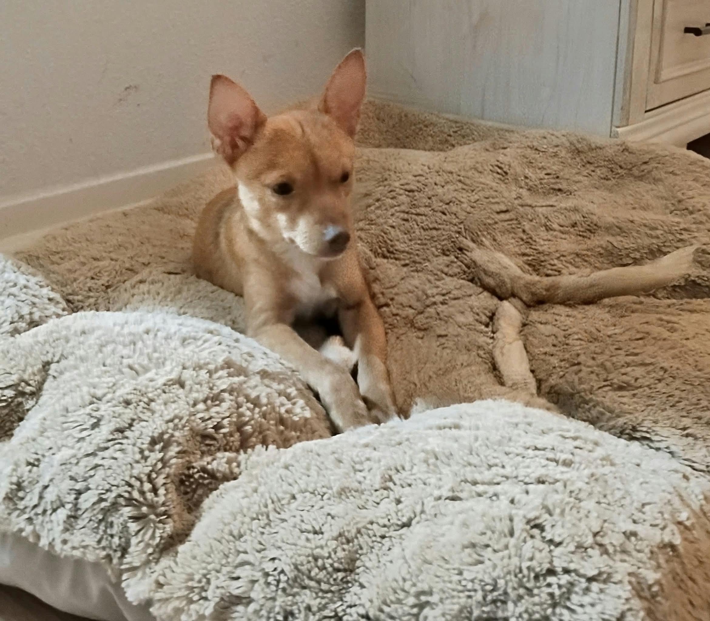 Enlarge Poppy, a Adoptable mixed breed in Boston, MA image 3/4