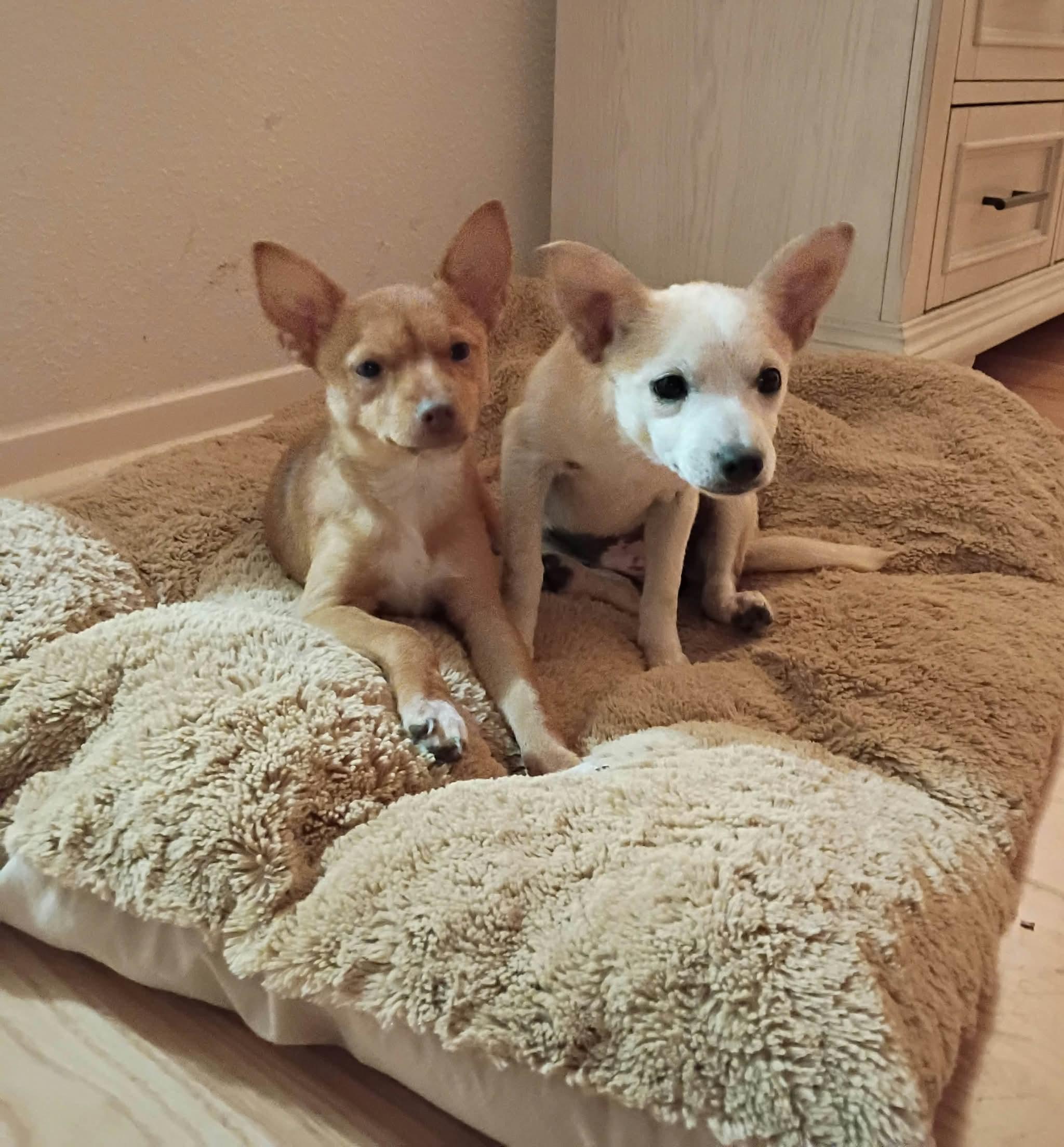 Enlarge Poppy, a Adoptable mixed breed in Boston, MA image 2/4