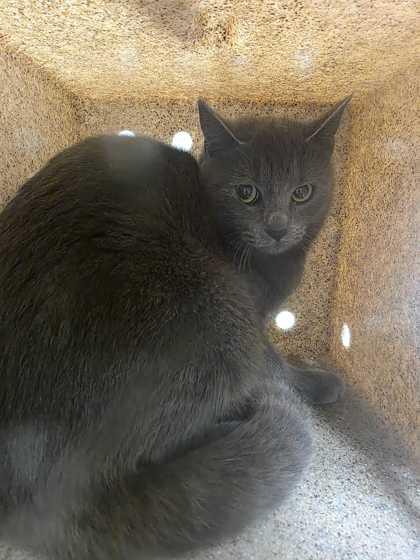 Cat-herine the Gray, Adoptable, Adult Female Domestic Short Hair & Domestic Short Hair.