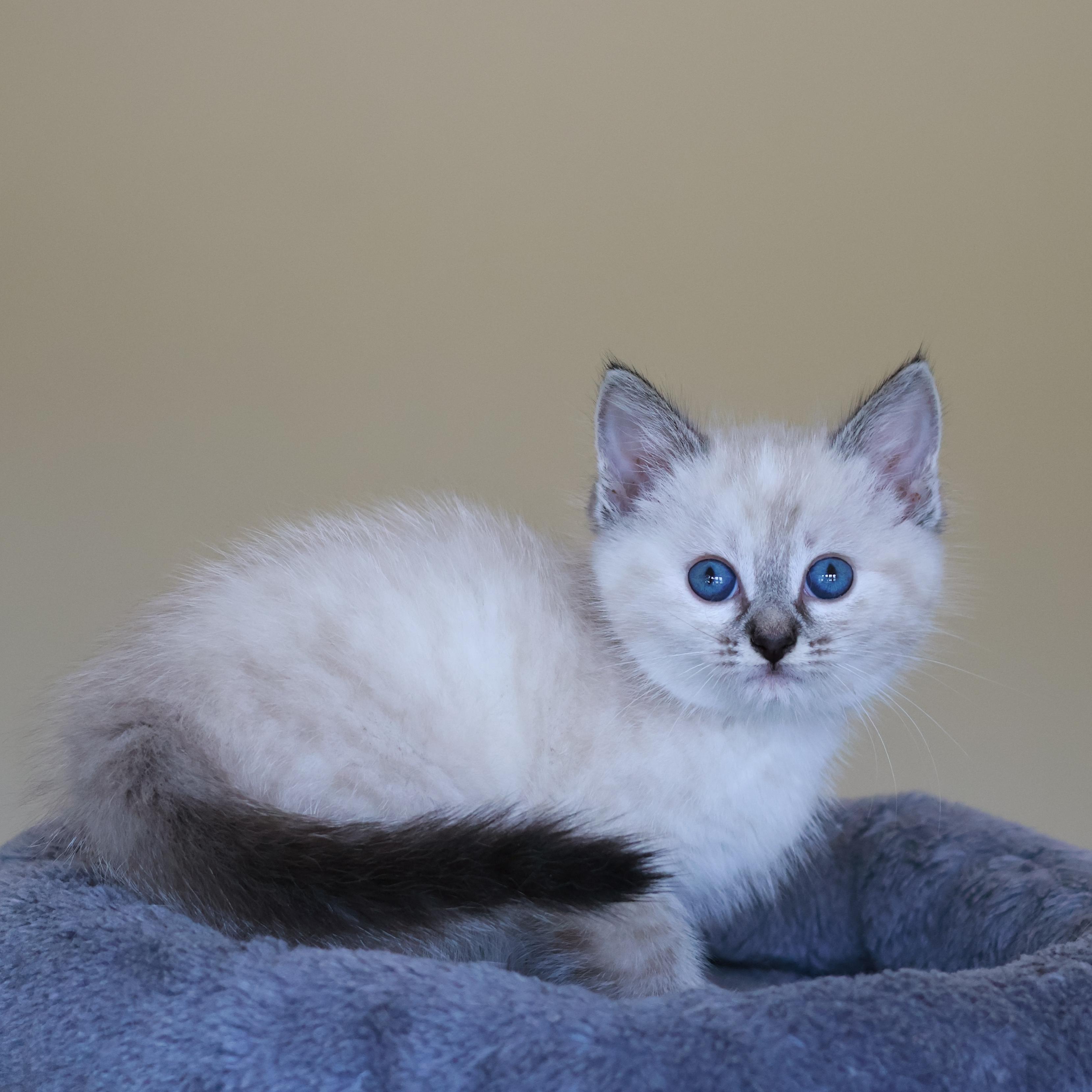 Aspen, adopted, Kitten Female Domestic Short Hair.