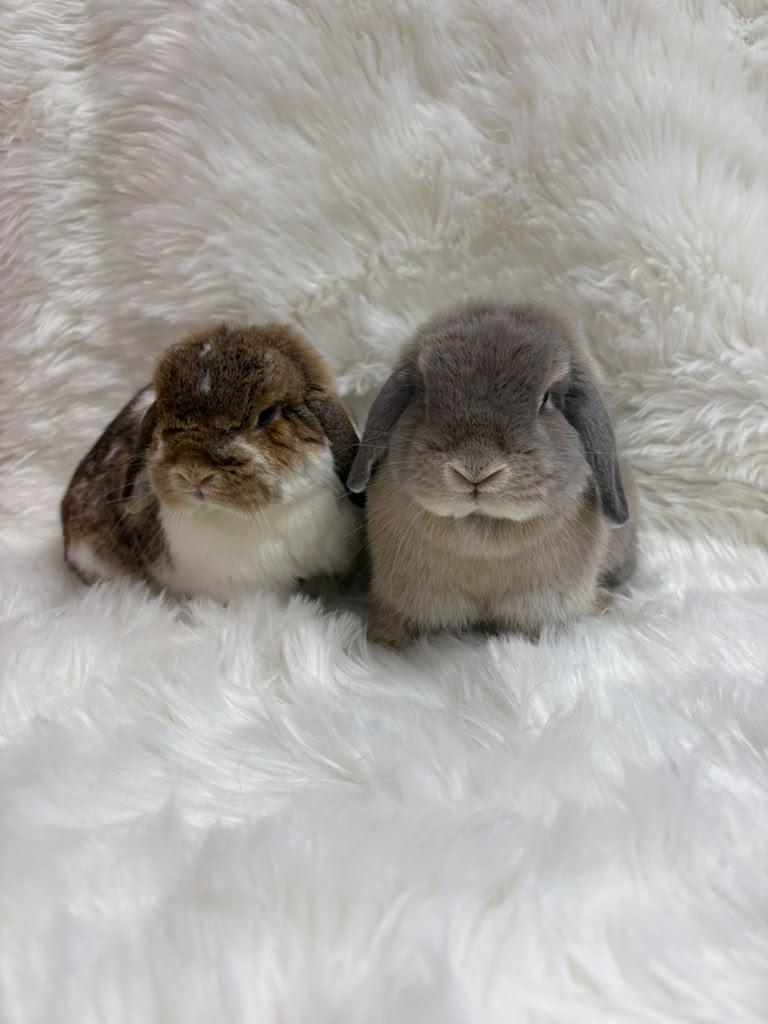 Enlarge Butters & Scotch, an adopted Lop Eared in Fountain Valley, CA image 3/5