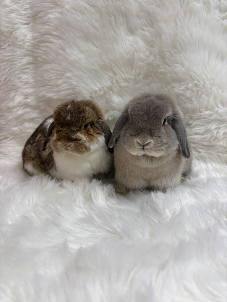 Enlarge Butters & Scotch, an adopted Lop Eared in Fountain Valley, CA image 2/5