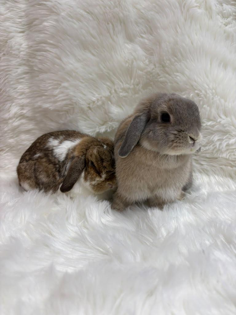 Butters & Scotch, adopted, Adult Female Lop Eared.