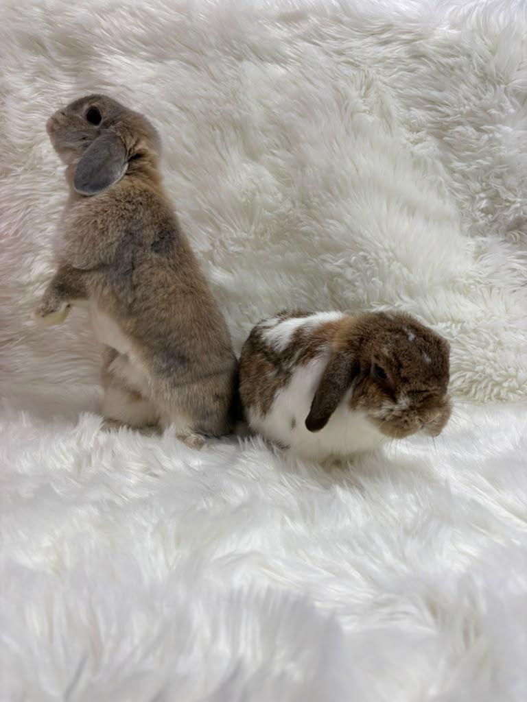 Enlarge Butters & Scotch, an adopted Lop Eared in Fountain Valley, CA image 4/5